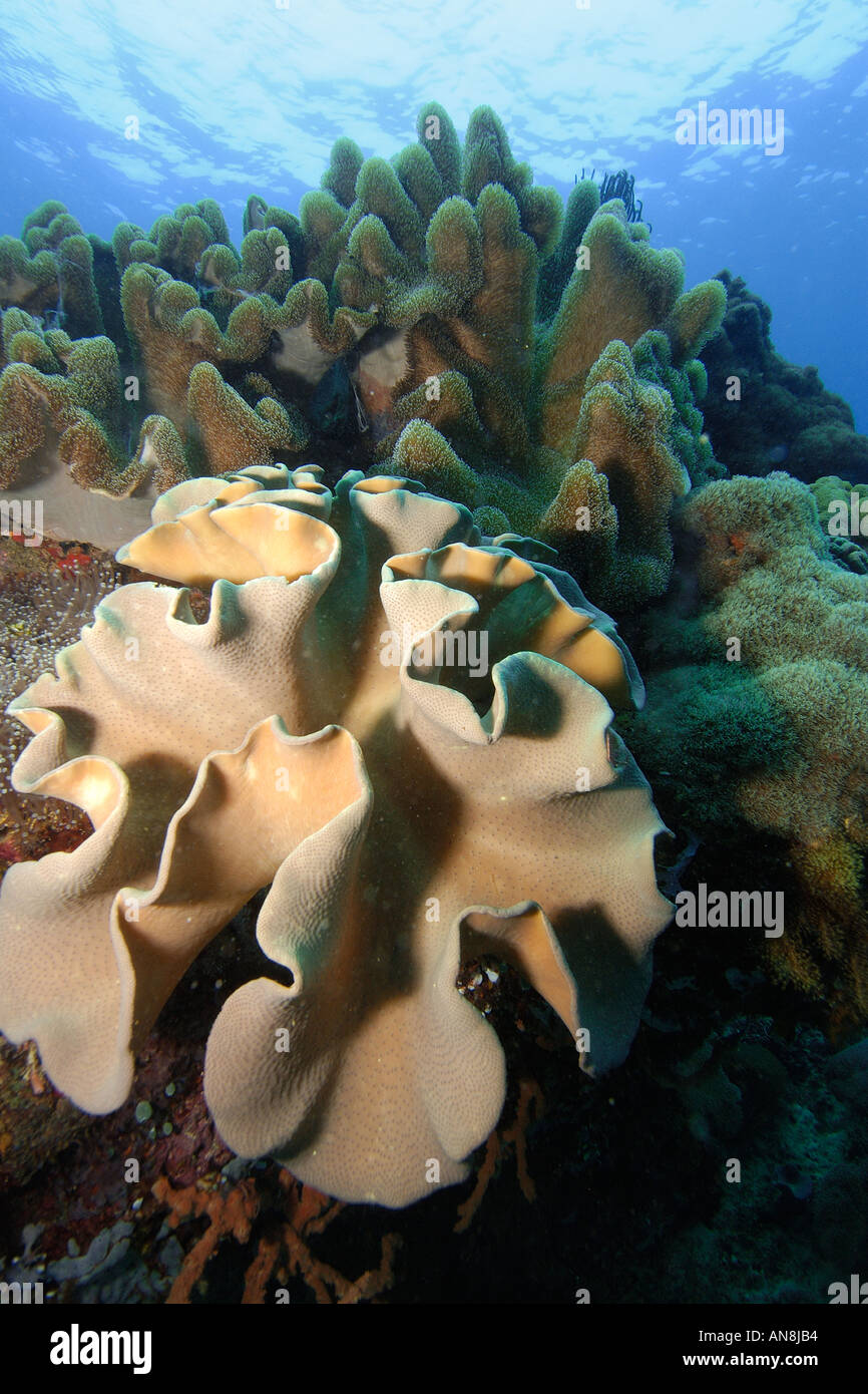 Leather coral Sarcophyton sp Apo Island marine reserve Philippines Visayan sea Stock Photo