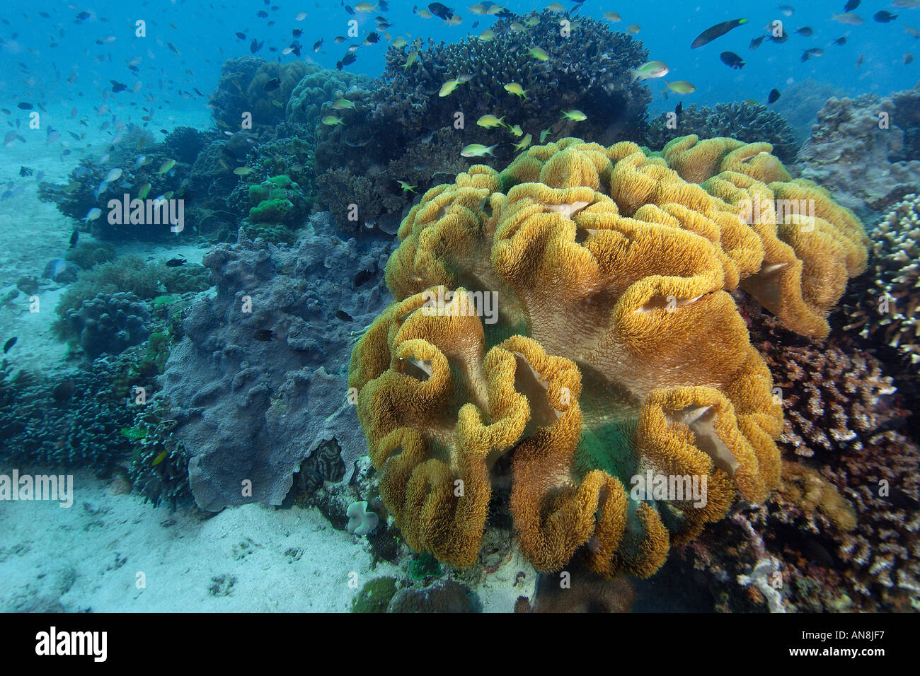 Leather coral Sarcophyton sp and thousands of reef fish Apo Island marine reserve Philippines Visayan sea Stock Photo