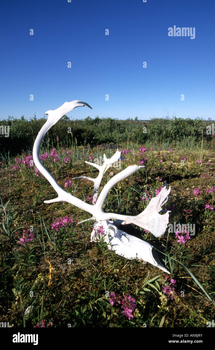 Sun bleached caribou antlers Northwest Territories Canada Stock Photo