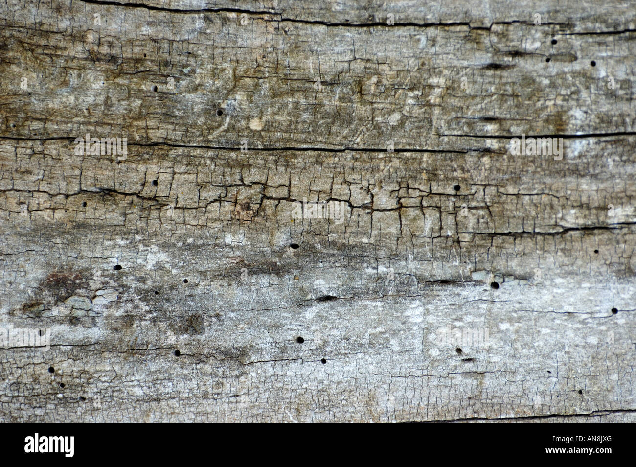 Stock image of texture and patterns in weathered and cracked wood with small worm holes Stock Photo