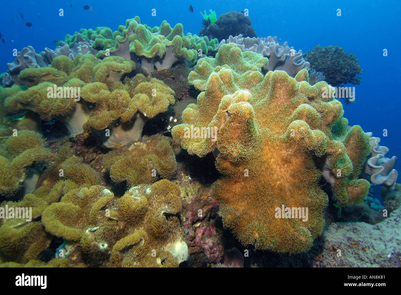 Coral head covered with leather coral Sarcophyton sp Apo Island marine reserve Philippines Visayan sea Stock Photo