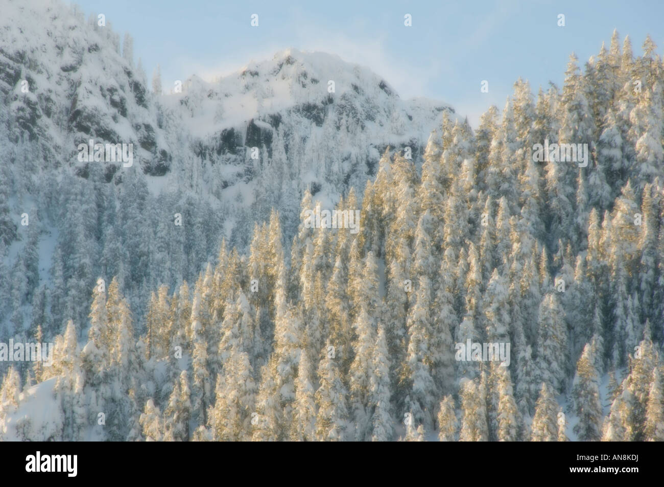 Winter trees with fresh snow, Snoqualmie Pass, Washington State, CASCADE MOUNTAINS USA Soft-focus Stock Photo