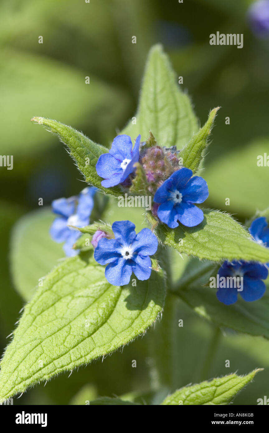 Green Alkanet Pentaglottis sempervirens Stock Photo - Alamy