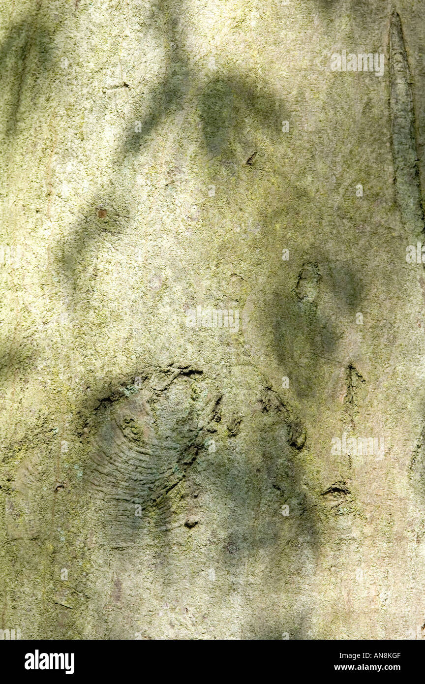 Hornbeam Carpinus betilus bark with leaf pattern in dappled sunlight Essex UK Stock Photo