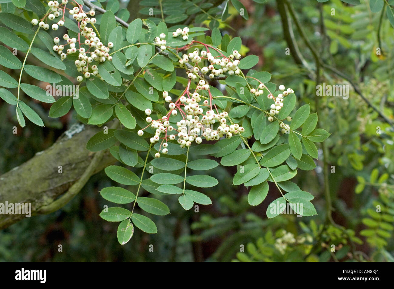 Arboretum sorbus glabrescens hires stock photography and images Alamy