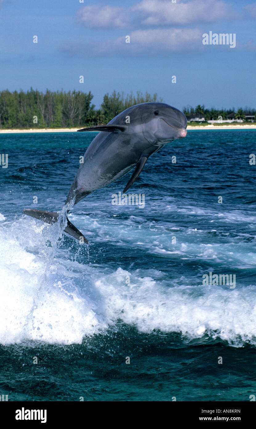 Dolphin jumping Grand Bahama Bahamas Stock Photo