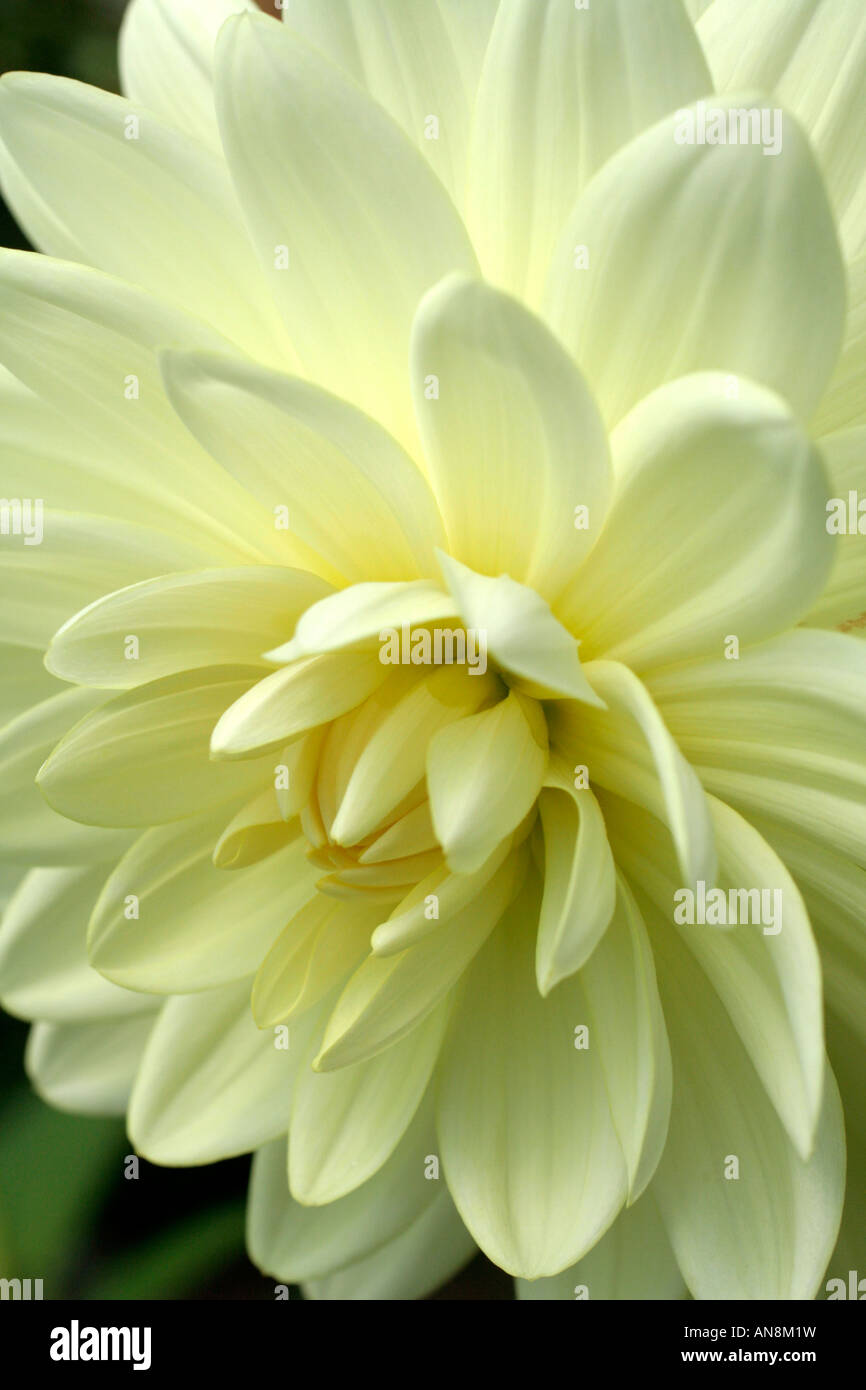 DAHLIA CAMEO Stock Photo