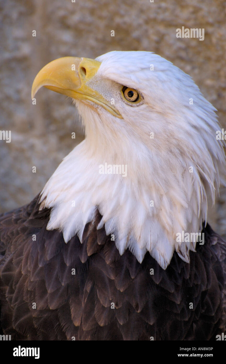 Portrait of a Bald Eagle The scientific name for this bird is