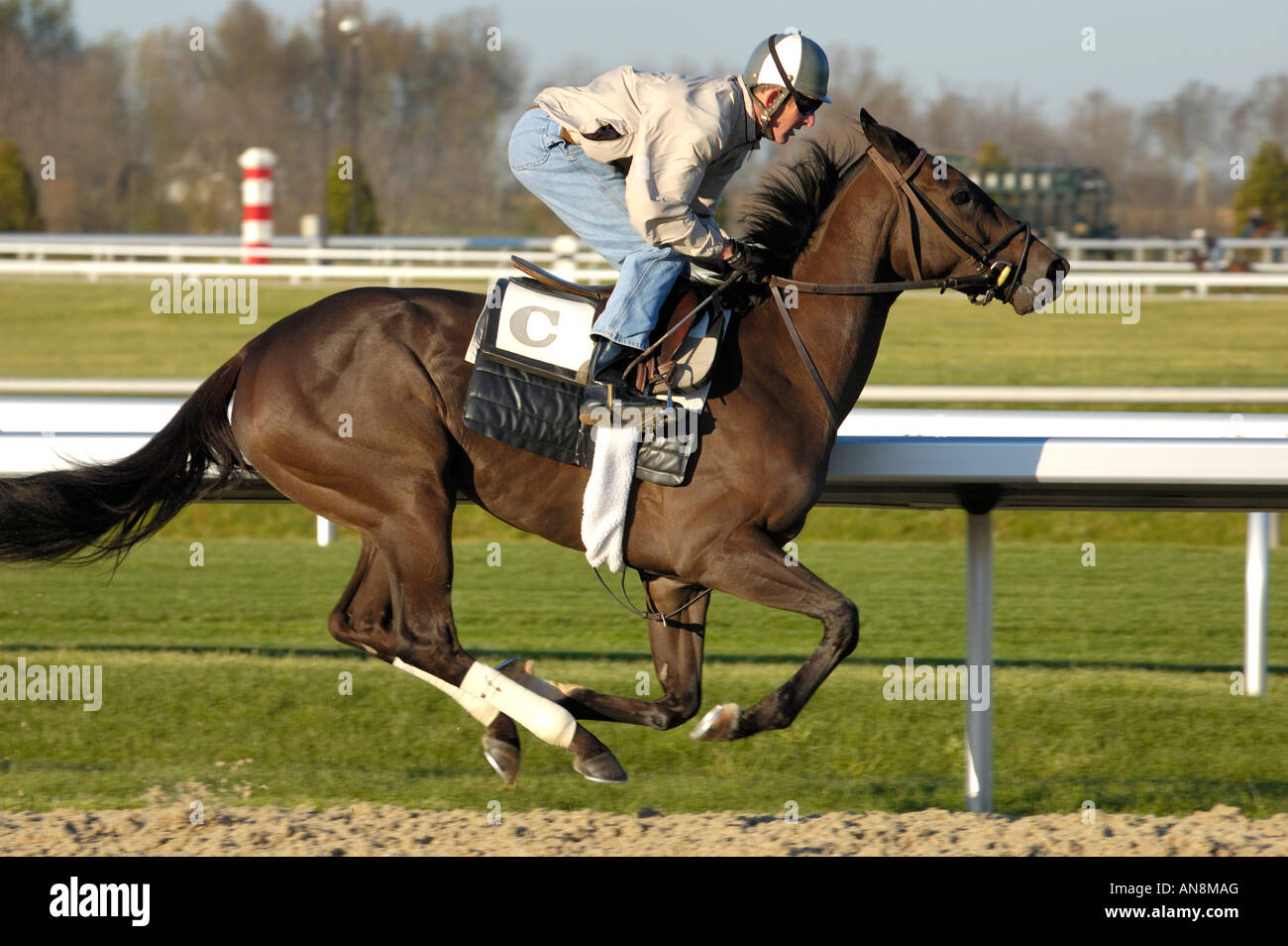 Thoroughbred horse and exercise jockey Stock Photo Alamy