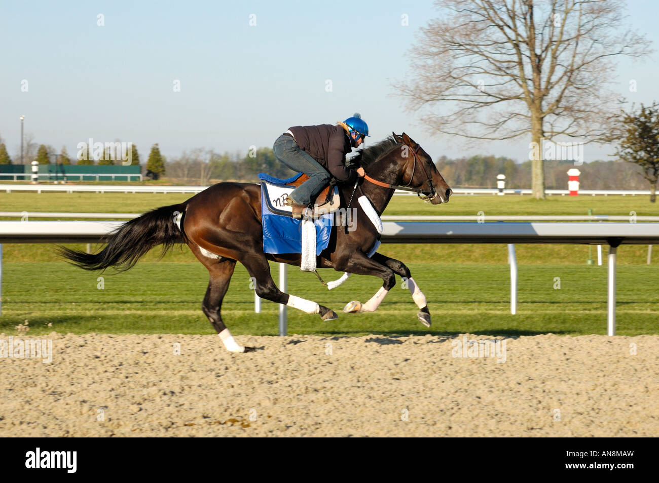 Thoroughbred horse and exercise jockey Stock Photo Alamy