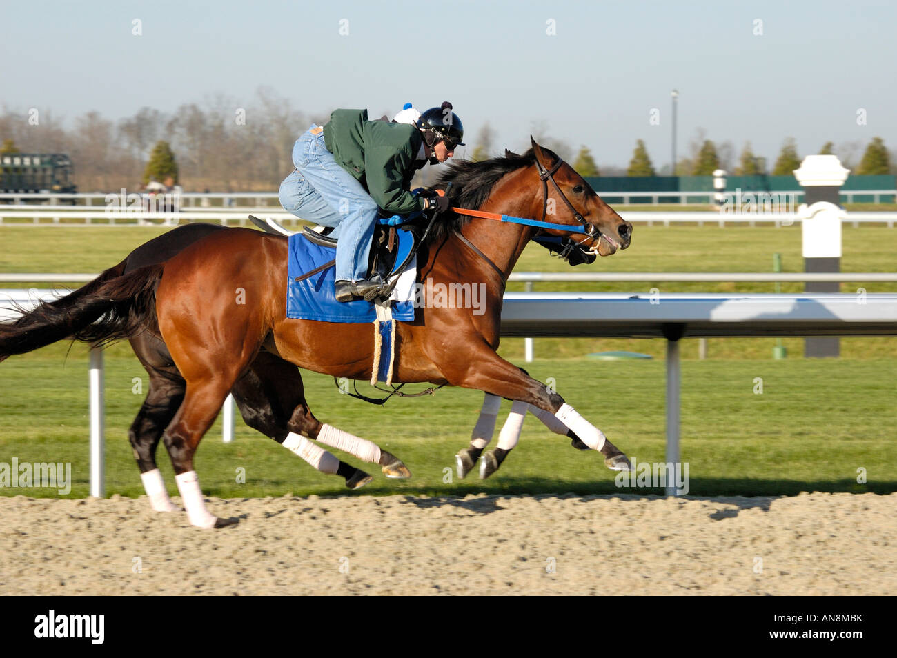 Thoroughbred horse and exercise jockey Stock Photo Alamy