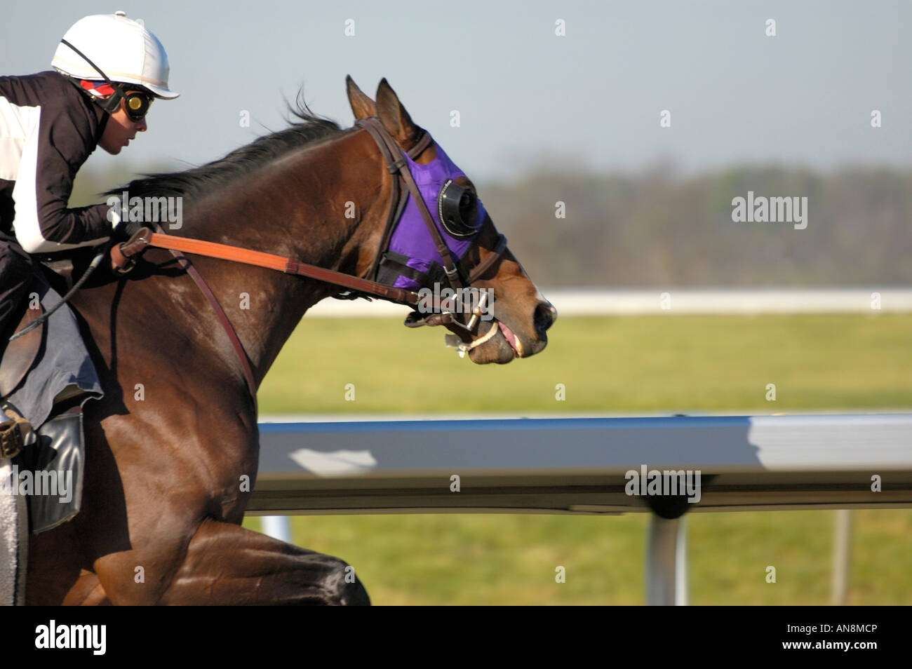 Thoroughbred horse and exercise jockey Stock Photo Alamy