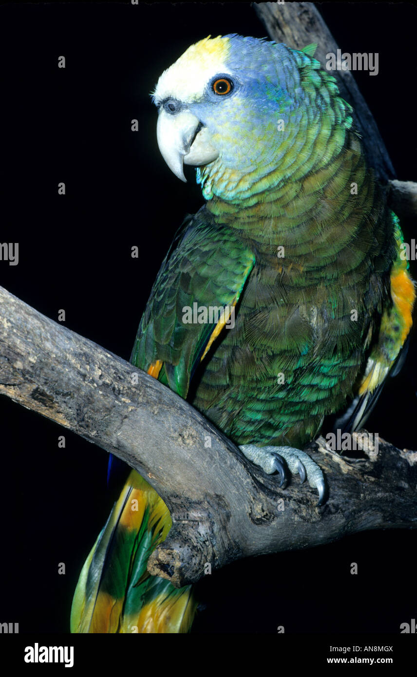 National bird parrot St Vincent and the grenadines Stock Photo