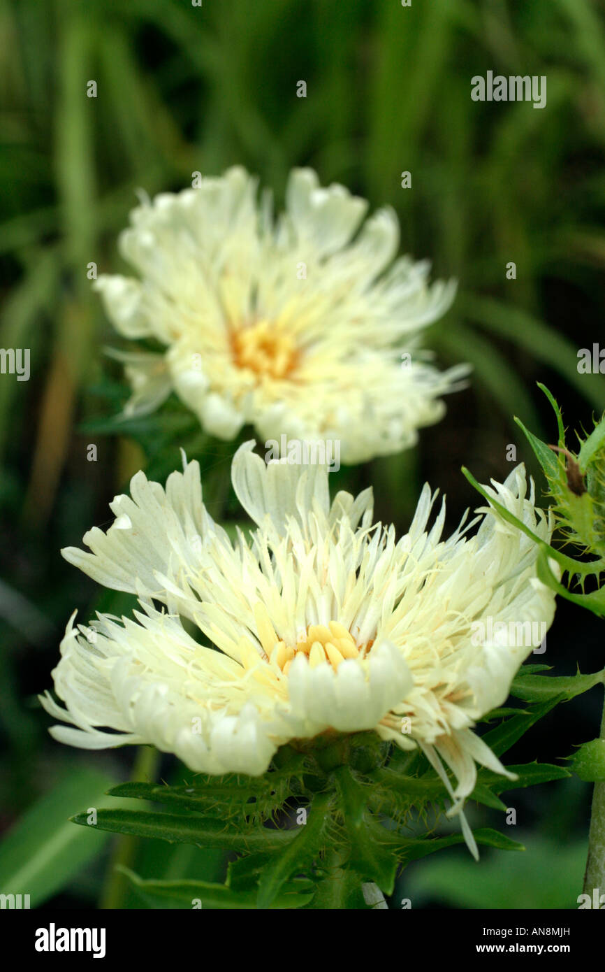 STOKESIA LAEVIS MARY GREGORY Stock Photo - Alamy