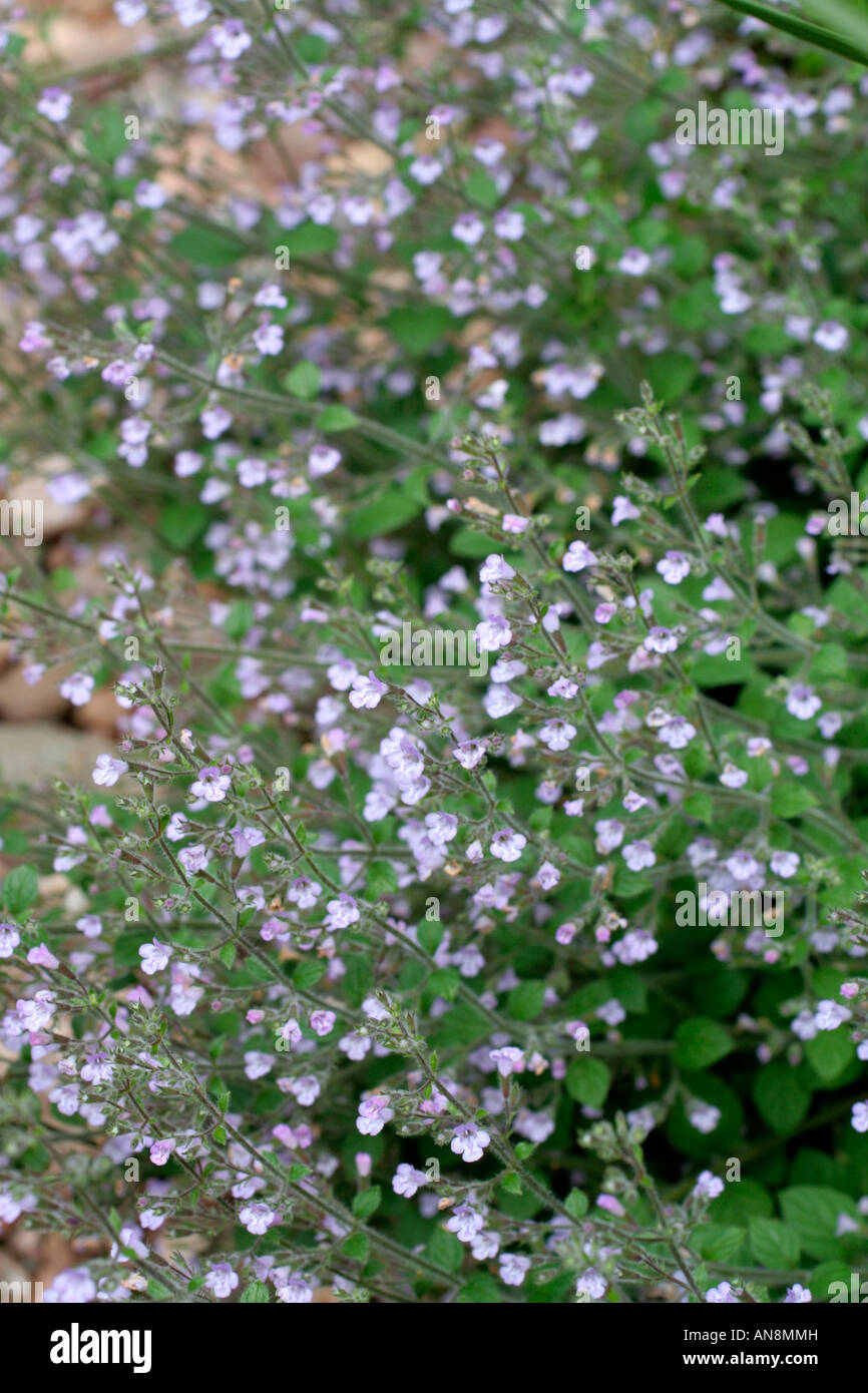 CALAMINTHA NEPETA SSP NEPETA BLUE CLOUD Stock Photo - Alamy