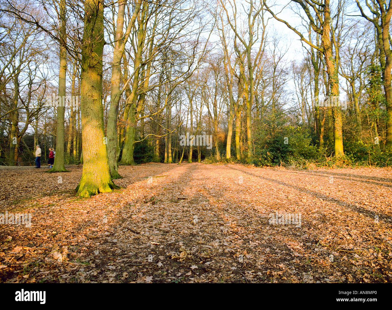 Autumn trees casting shadows in Burnham Beeches woodland Stock Photo ...