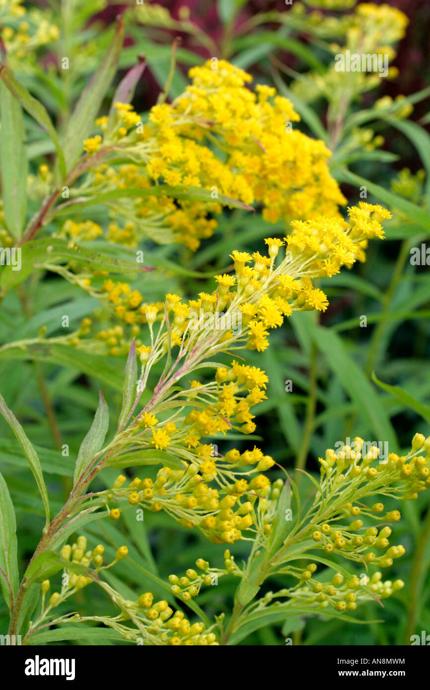 SOLIDAGO GOLDEN SHOWERS Stock Photo