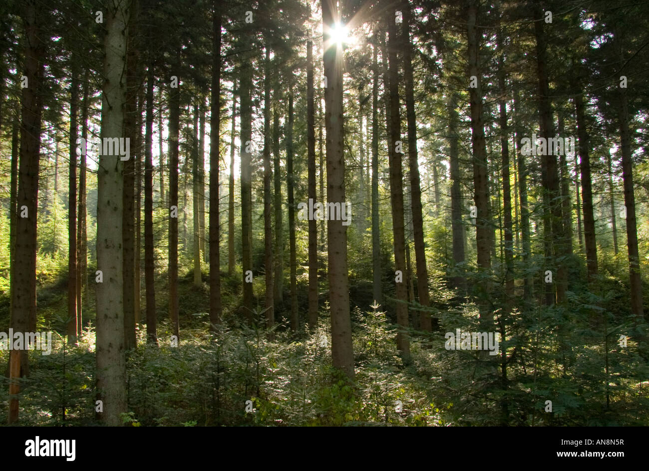 Beams of sunlight through the forest in Hamsterly, England Stock Photo