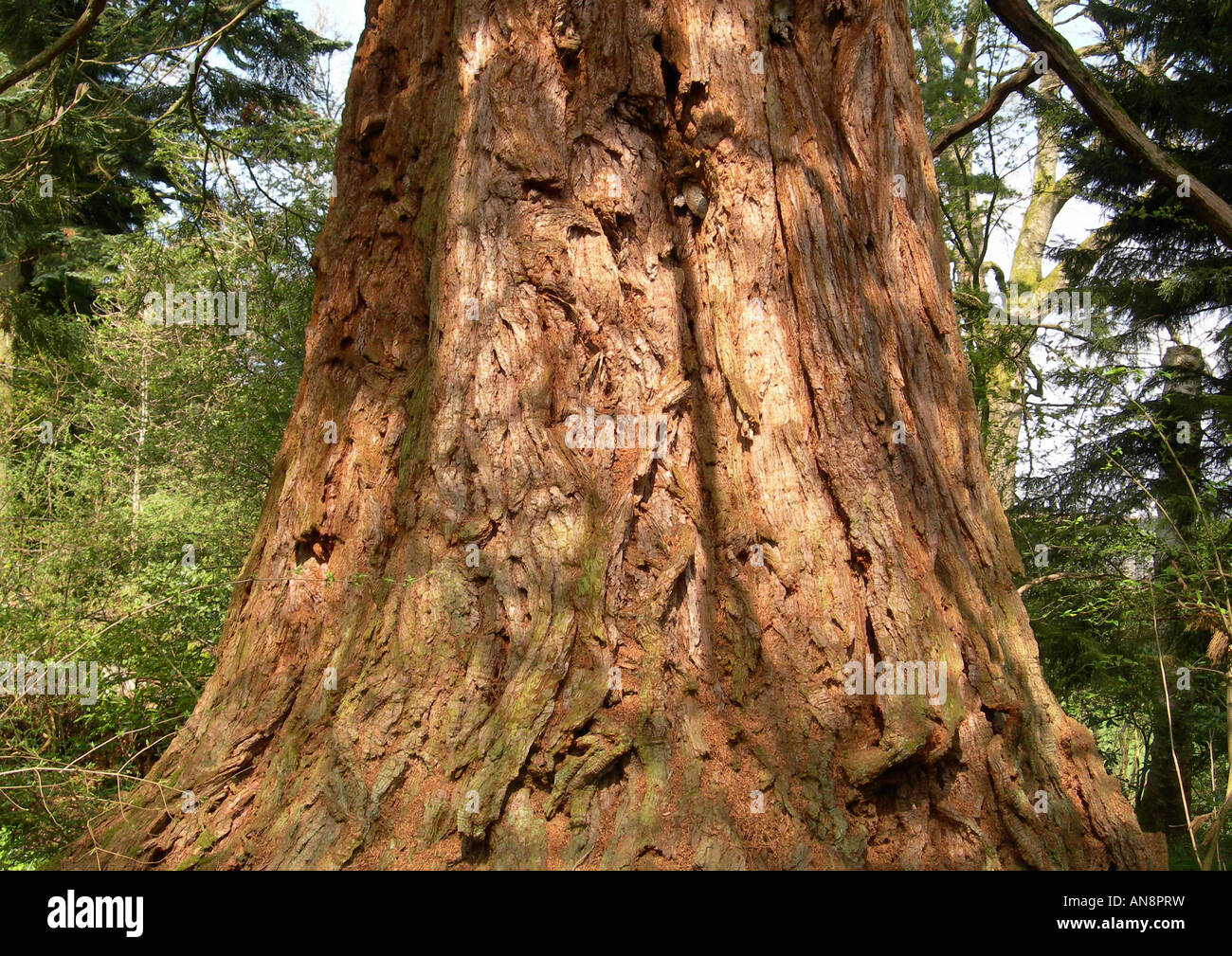 Base of Giant Sequoia tree at Cluny House Gardens, Perthshire, Scotland