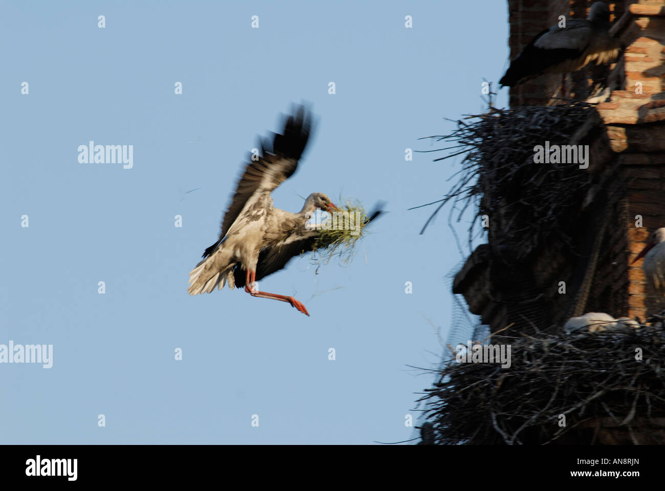 Adult White Stork arriving in nest with material in its bill Stock Photo