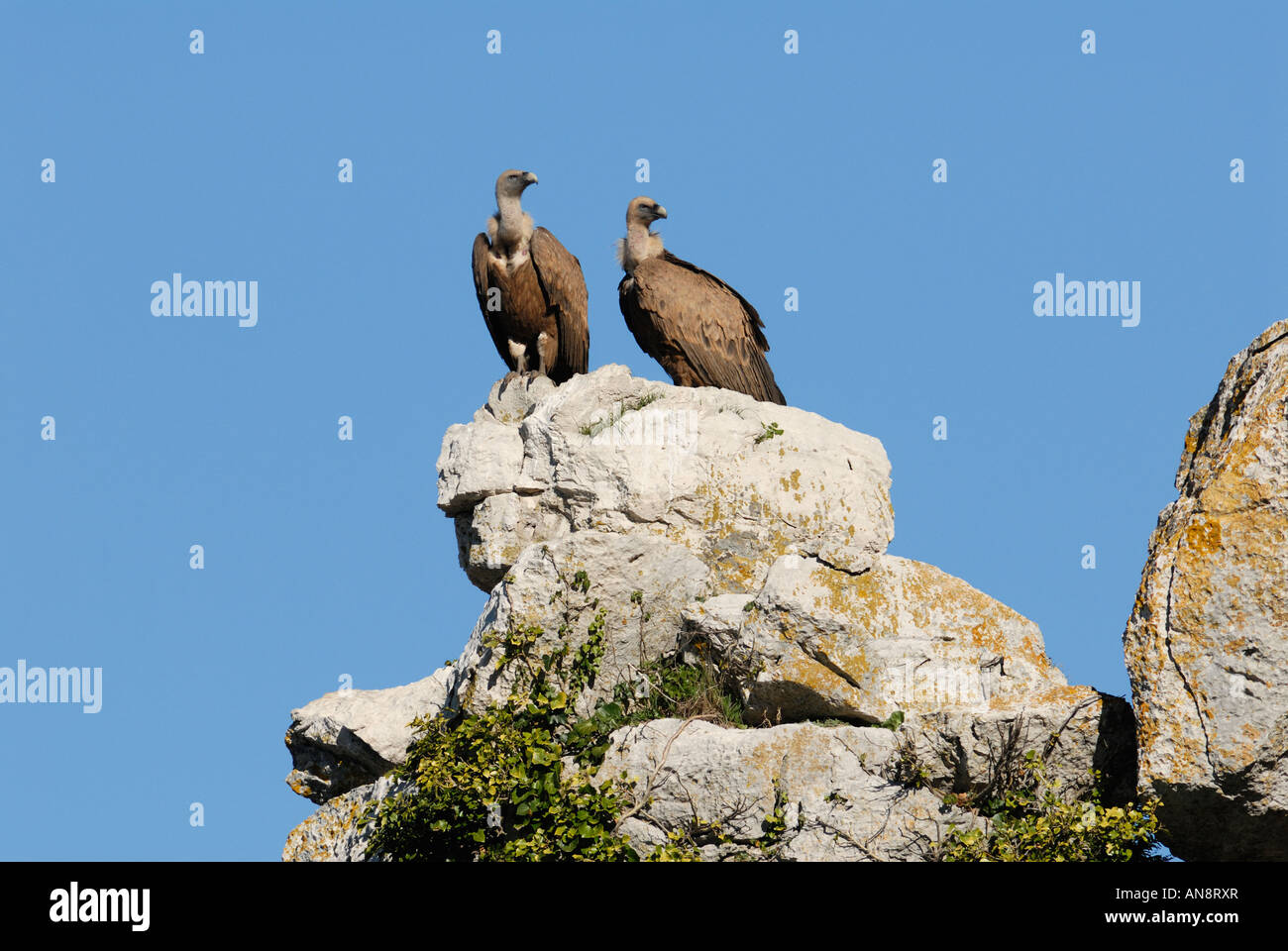 2 Adult Griffon Vultures resting on large boulder Stock Photo