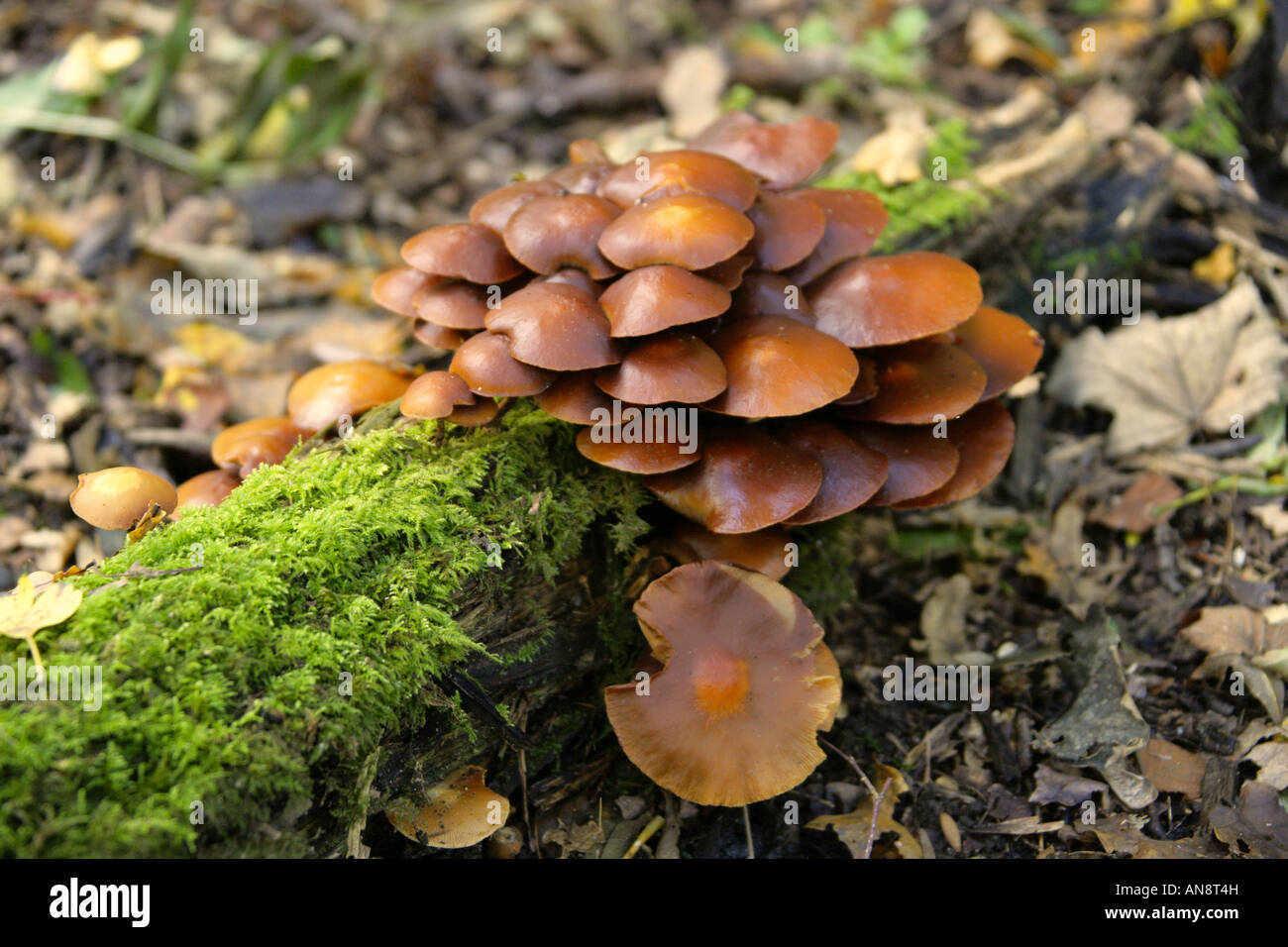 Funeral Bell, Galerina marginata, Hymenogastraceae. Poisonous Woodland