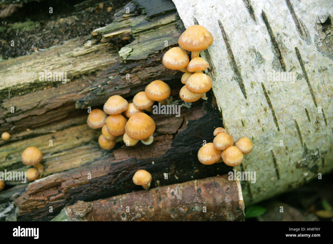 Funeral Bell, Galerina marginata, Hymenogastraceae. Poisonous Woodland