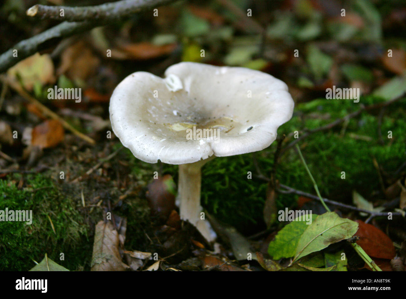 Clouded Agaric Fungus Clitocybe nebularis Tricholomatacea Stock Photo