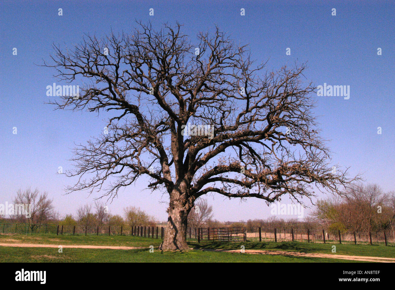 Majestic burr oak in Iowa is becoming a rare tree Stock Photo