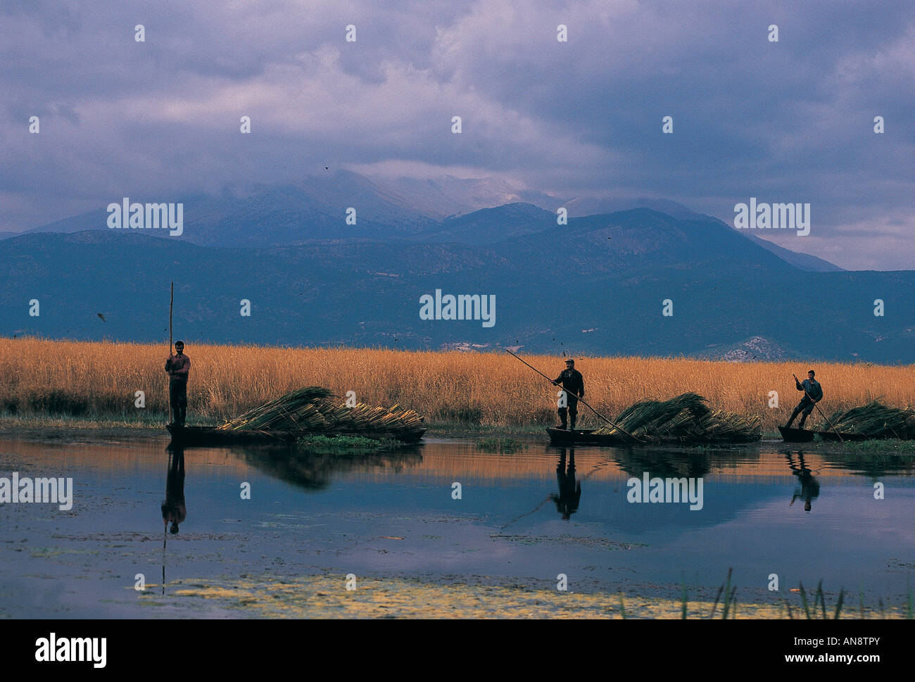 Reed harvest in Egirdir Lake Isparta Turkey Stock Photo - Alamy