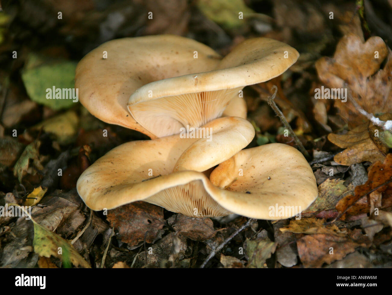 Fleecy Milkcap, Lactarius vellereus, Russulaceae. Stock Photo