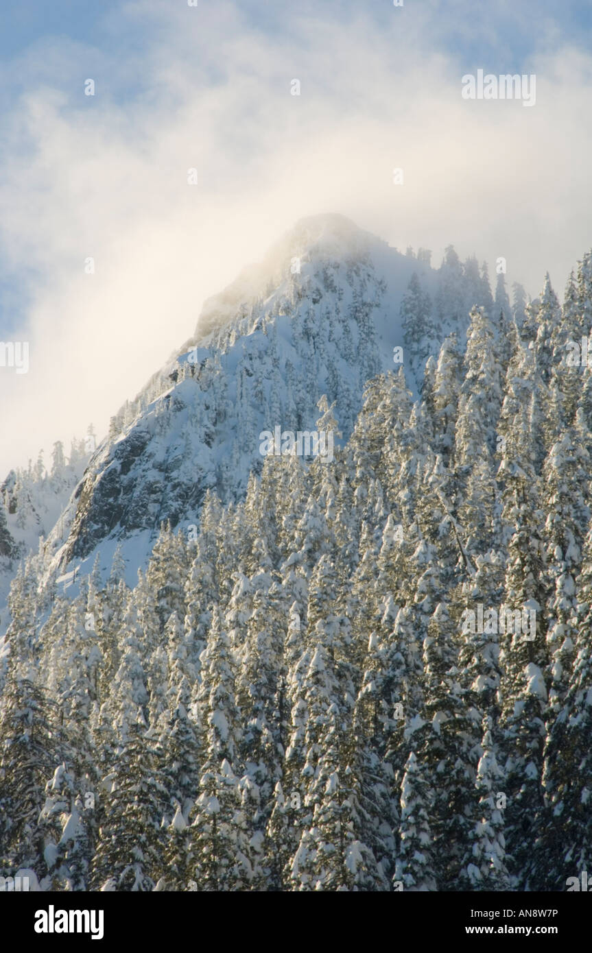 Winter trees with fresh snow, Snoqualmie Pass, Washington State, CASCADE MOUNTAINS USA Stock Photo