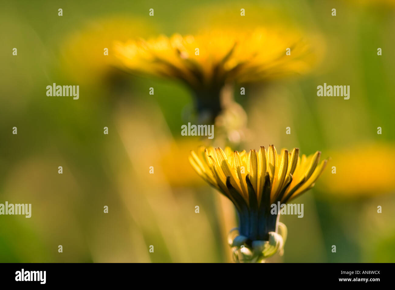 Two yellow flowers Stock Photo Alamy