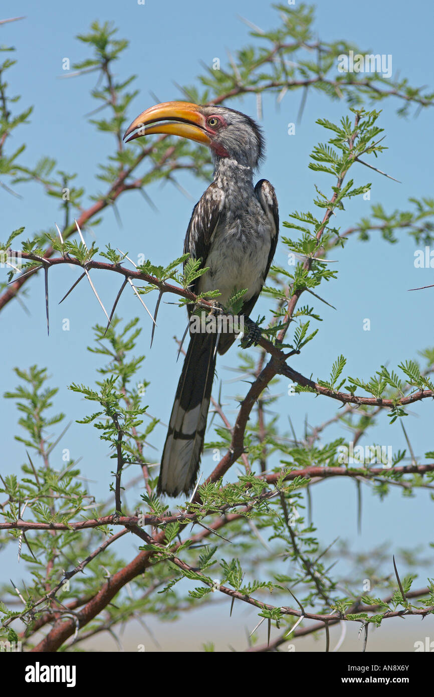 Southern yellow billed hornbill Tockus leucomelas adult male perched in acacia tree Etosha National Park Namibia November Stock Photo