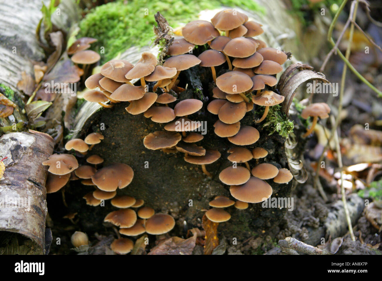 Common Stump Brittlestem Fungus, Psathyrella hydrophila syn Psathyrella piluliformis, Psathyrellaceae Stock Photo