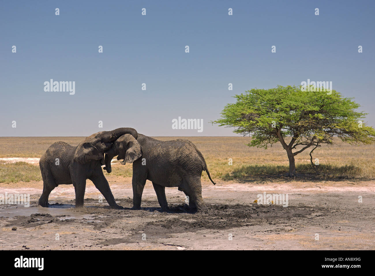 African elephant Loxodonta africana bulls mock fighting Etosha National Park Namibia November Stock Photo