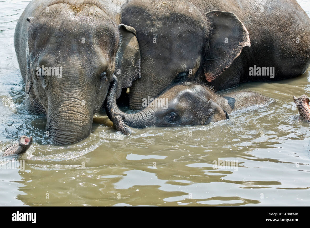 Indian baby elephant swims with parents Stock Photo Alamy