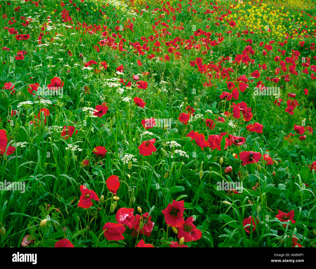 Tuscany Italy A field of poppies mustard and Queen Anne s Lace in the Val d Orcia area of Tuscany Stock Photo