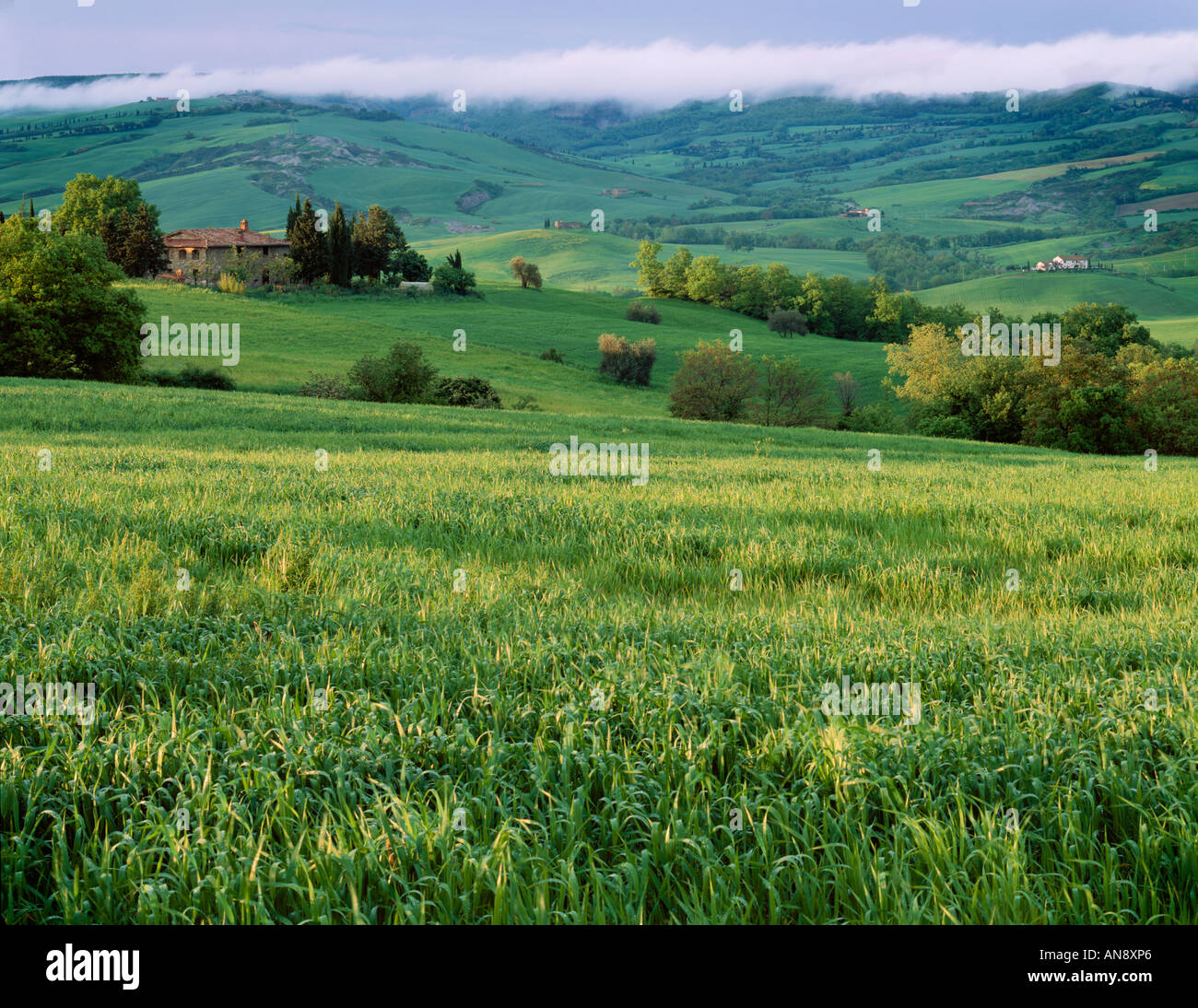 Rolling hills of the Val d'Orcia, Tuscany, Italy in springtime Stock Photo
