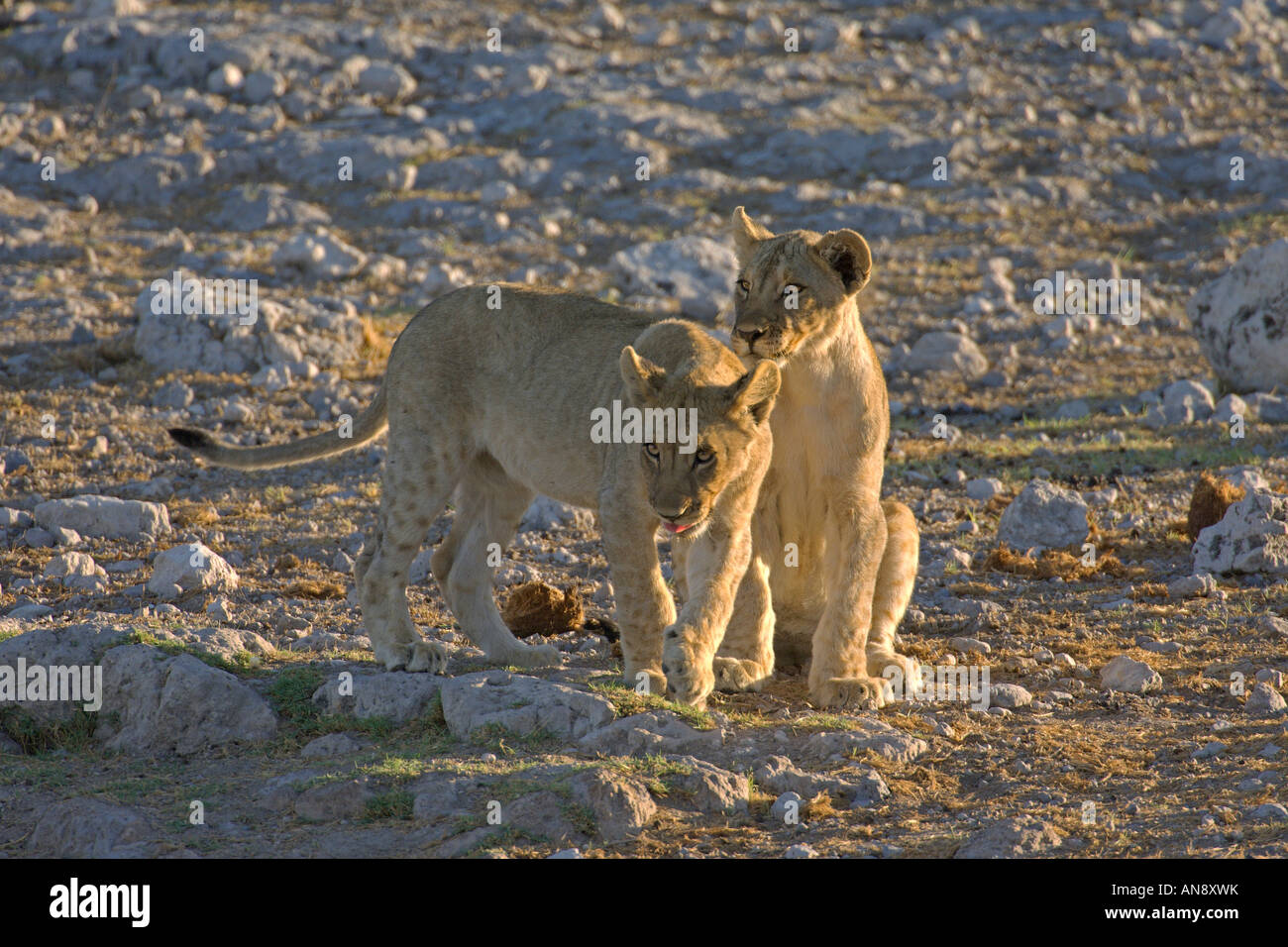 Lion Panthera leo cubs playing Etosha National Park Namibia November Stock Photo