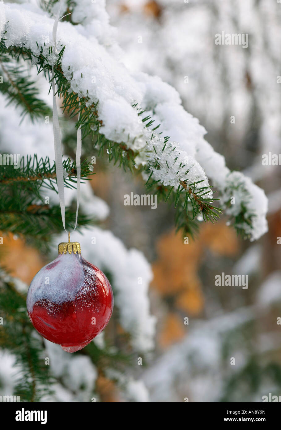Red Glass Globe Christmas Tree Ornament On Snow Covered Evergreen