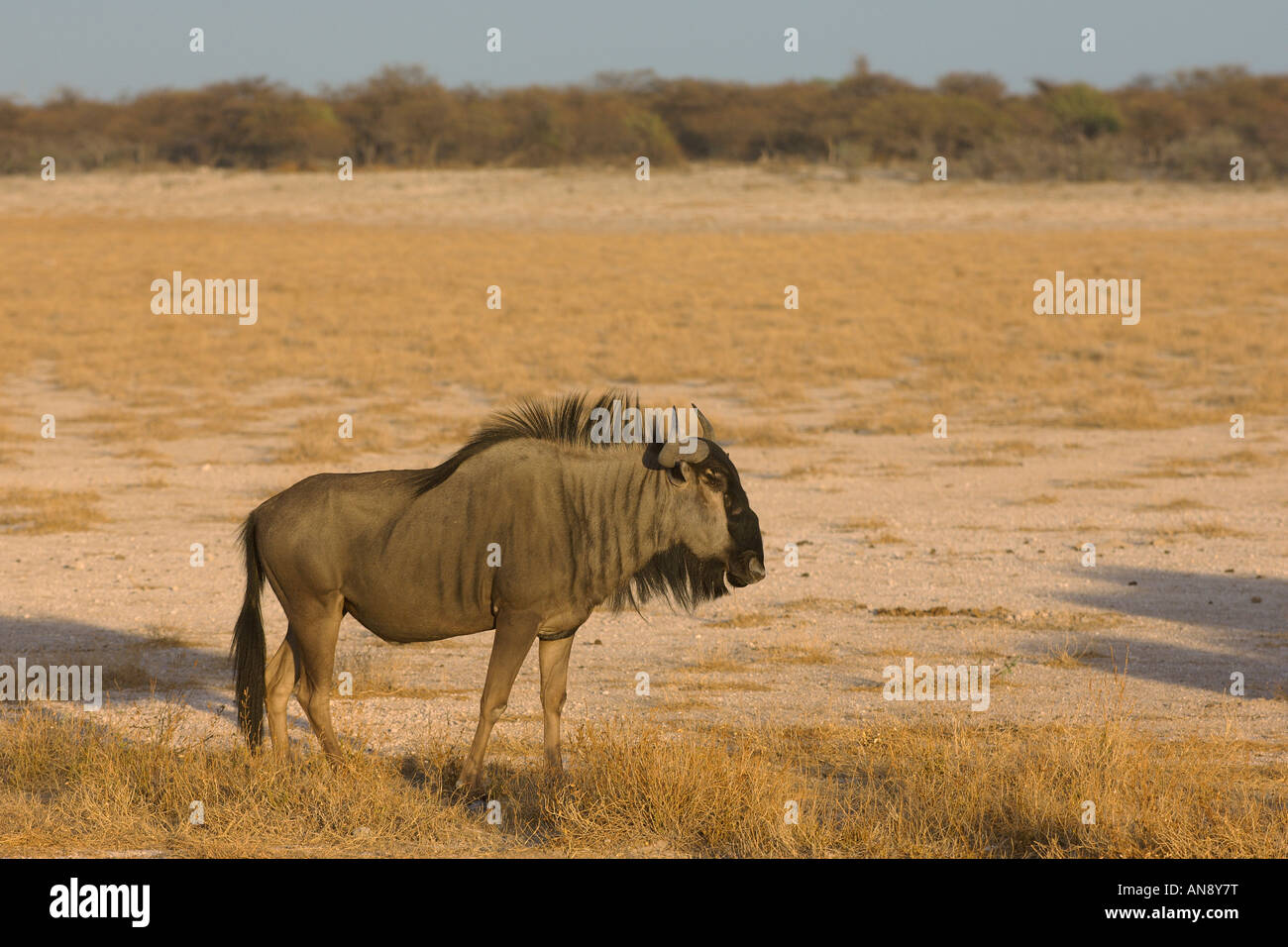 Blue wildebeest Connochaetes taurinus adult Etosha National Park Namibia November Stock Photo