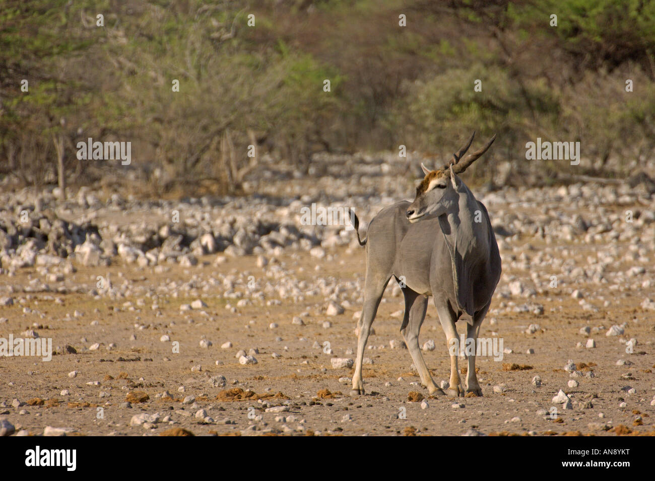 Cape eland Taurotragus oryx adult female Etosha National Park Namibia November Stock Photo