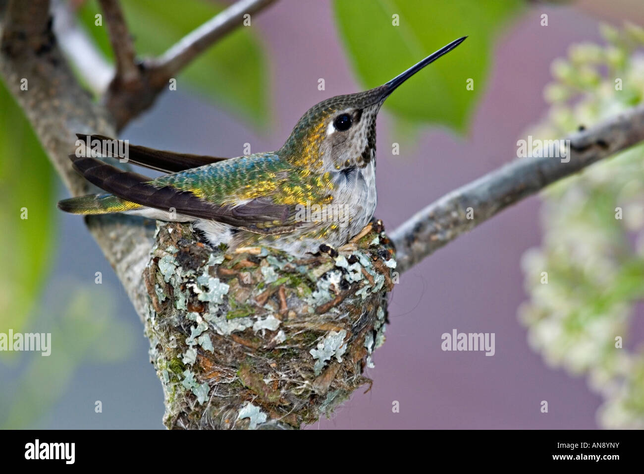 Ruby throated hummingbird nest hi-res stock photography and images - Alamy