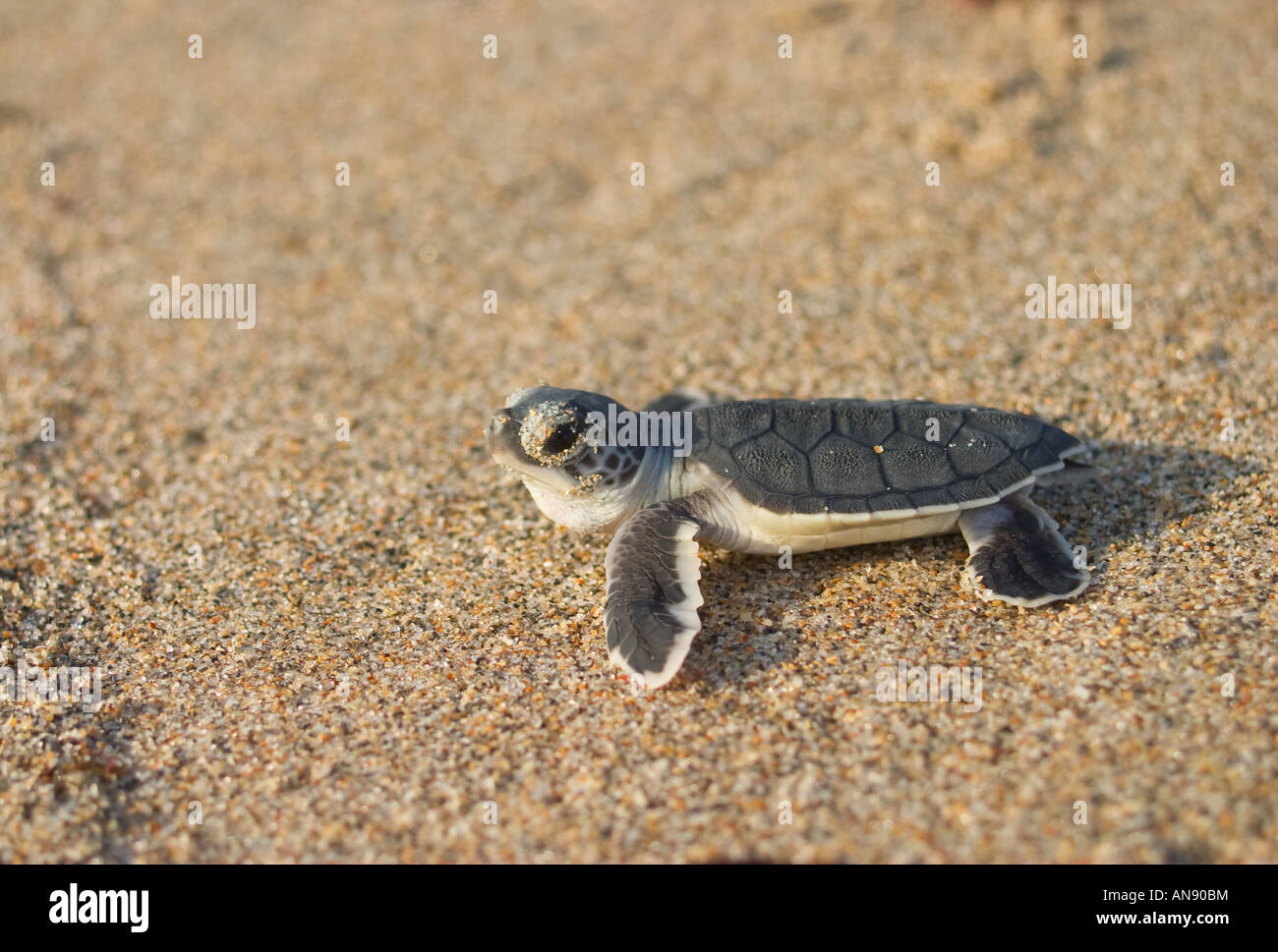 Green sea turtle hatchling Stock Photo Alamy