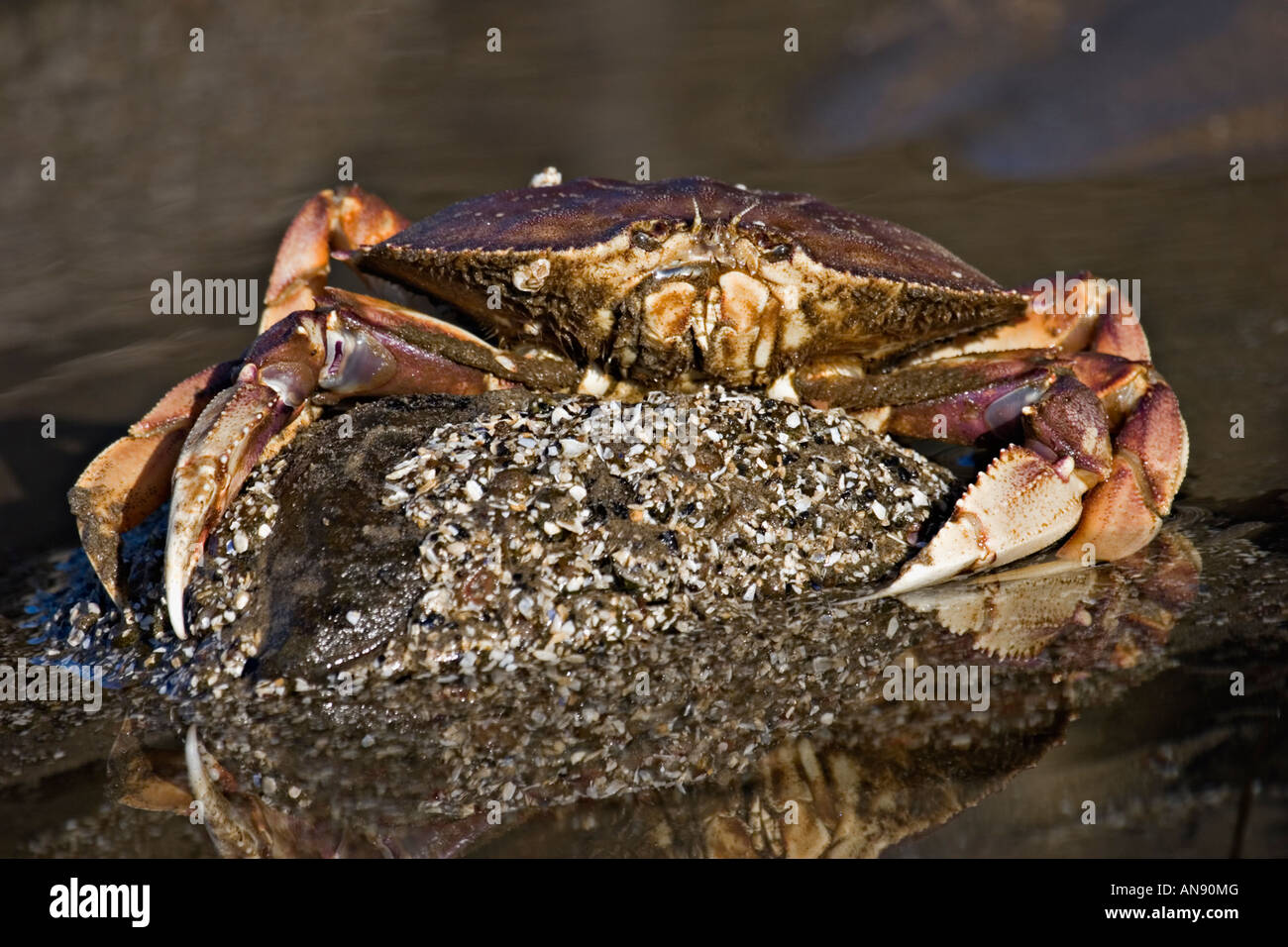 Crab on beach,oregon Stock Photo - Alamy