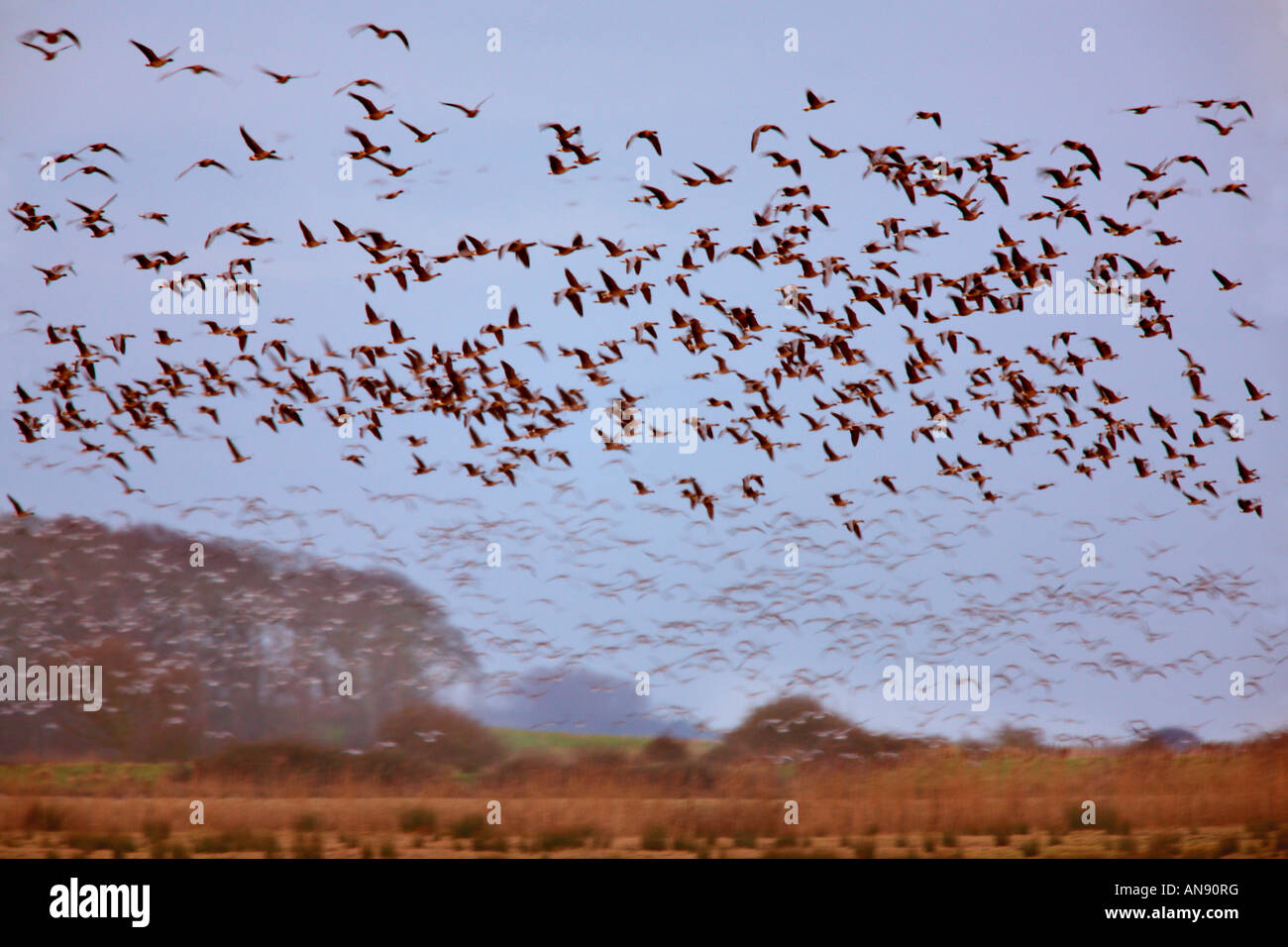 White fronted Geese Anser albifrons leaving roosting site early morning Holkham Norfolk Stock Photo