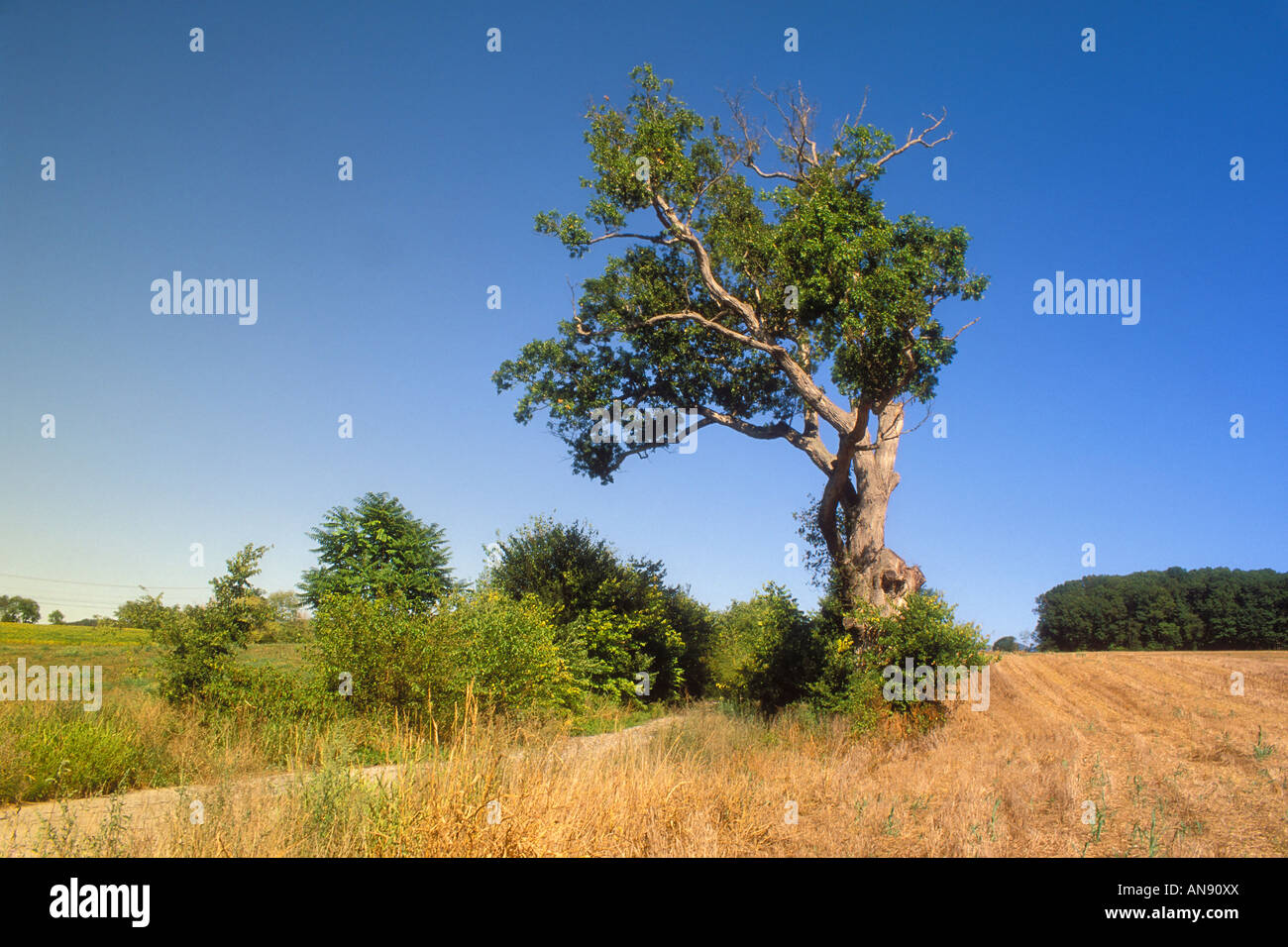 Stonewall Jackson Tree, Weyers Cave, Shenandoah Valley, Virginia, USA