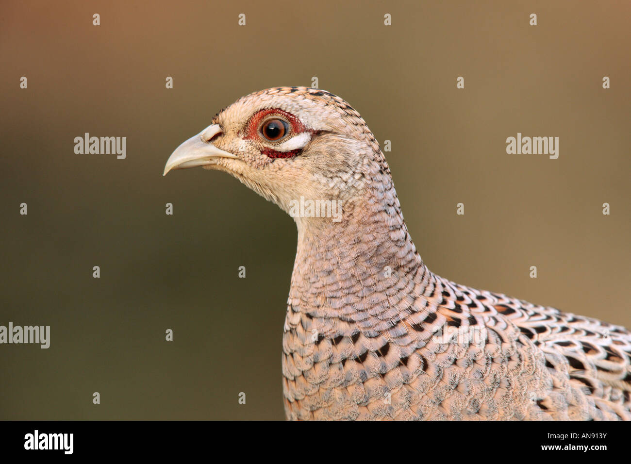 Hen Pheasant Phasianus colchicus close up shot Potton Bedfordshire Stock Photo