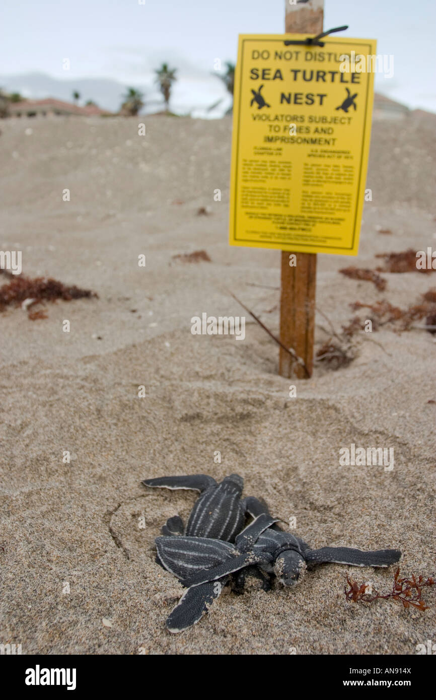 hatchling leatherback sea turtles leaving their nest Stock Photo